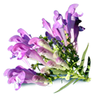 Prickly Pear